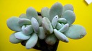 Echeveria lauii