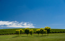 1903_summervines_2560x1600