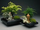 bonsai