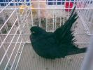 roller X negru