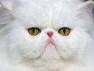 White Persian