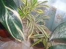 dracena