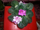 Violete de Parma