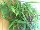 Bambus vulgaris
