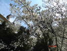 DSC00532