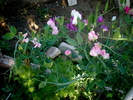 P6280011