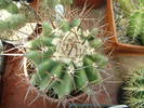 Echinocactus grandis