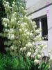 Yucca