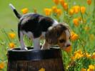 Dogs Wallpaper_ Poze cu Catei 13