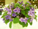 Robs_Lilli_Pilli_2005avsa