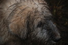GERULA