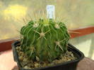 Echinofossulocactus lamellosus