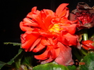 DSC02593