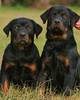 rottweiler_puppies