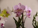 phalenopsis