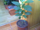 solanum oana