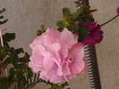Picture 010