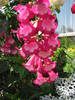 Penstemon George Moon 17 iun 2009