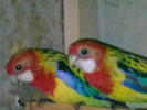 Rosella minunata