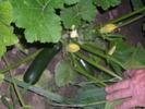 dovlecel zucchini