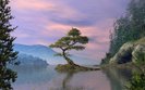 Scenic_Tree0