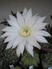 Echinopsis subdenudatum - floare 08.06