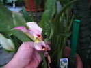 Picture 042
