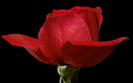 REDROSE