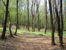 PRIMAVARA IN PADURE