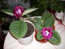 Gloxinii mov dublu
