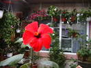 Picture 017