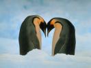 romance