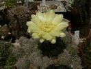 lobivia_haematantha_v.rebutioides