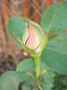 Rose Sissi (2009, May 15)