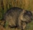 t_wombat