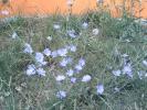 flori in gradina