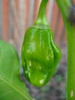 Habanero Pepper (2009, October 07)