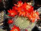 Rebutia senilis