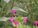 Picture 046