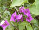 bouganvillia