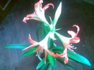 Hippeastrum 07.Ian