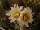 DSC09603