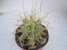 Ferocactus glaucescens - Gino