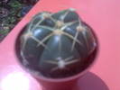 gymnocalycium horstii