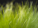 Keynote Grass