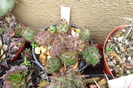 Opuntia arenaria, 10 ianuarie 2010