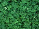 Clover1024