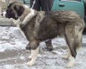 iancu1