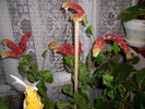 flori 010