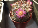 Mammillaria microhelia red flower